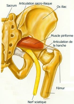 Piriforme