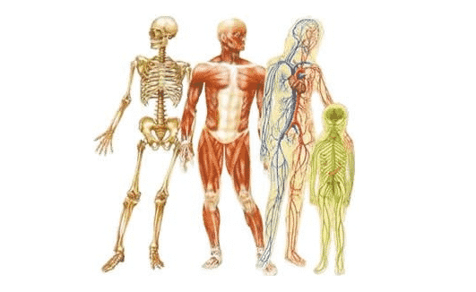 Ensemble des structures qui composent le corps humain. On voit le squelette osseux, les muscles et les fascias, les artères et les veines ainsi que le système nerveux. Le corps est un tout, composé de chacun de ces éléments.